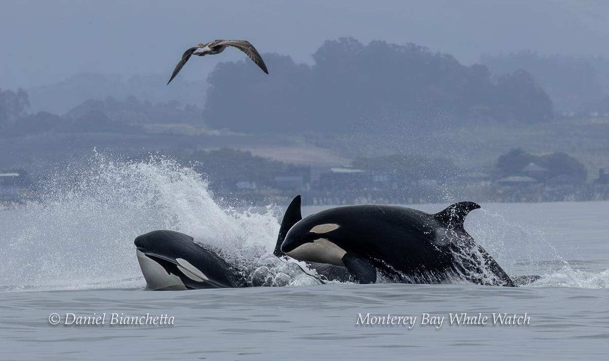 Killer whales were seen hunting off the coast of California, boaters said.