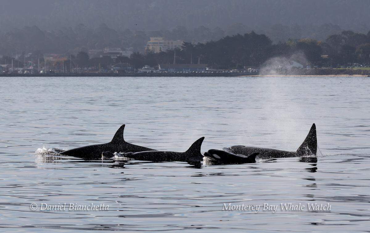 Three different pods of killer whales were seen in California, the group said.
