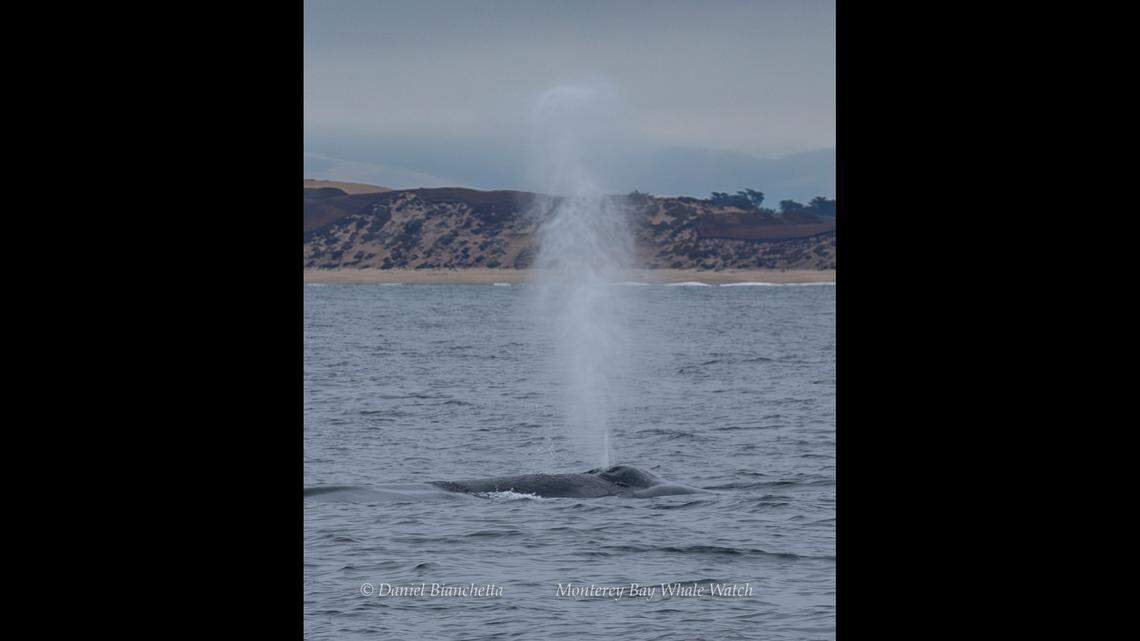 A group saw a blue whale off the coast of California, officials said.