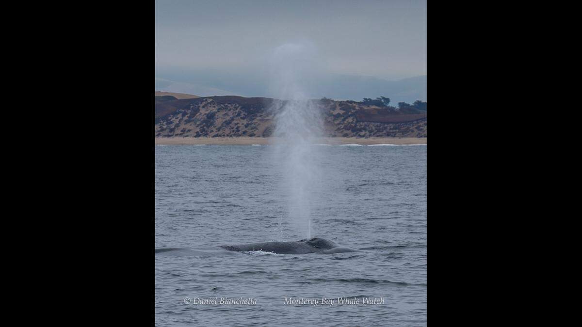 A group saw a blue whale off the coast of California, officials said.