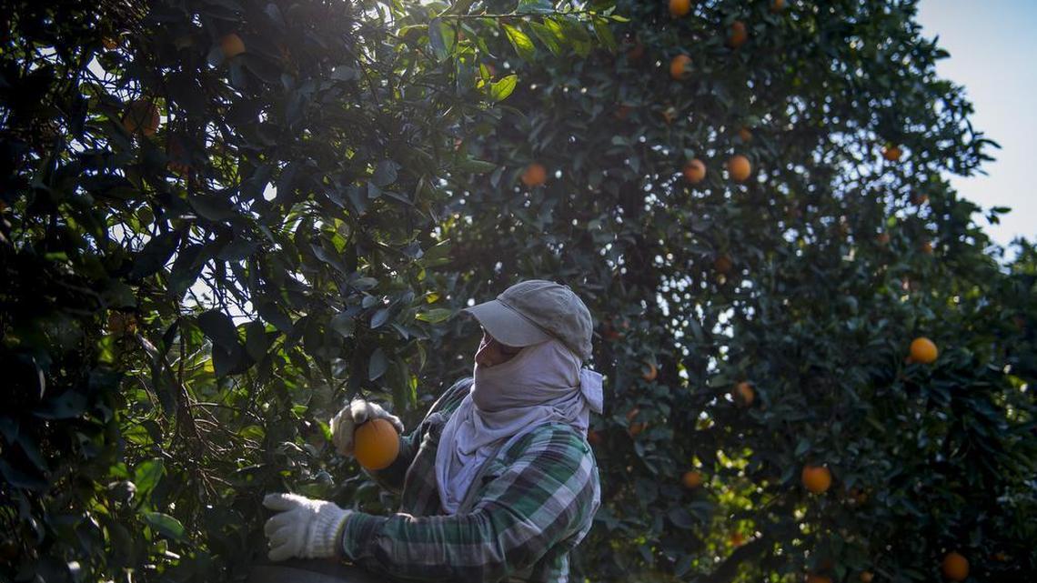 Wage theft– a term used to describe pay violations– occurs at an alarmingly high rate in California and it continues to be a prevalent issue within the Central Valley’s key industries. (McClatchy file photo)
