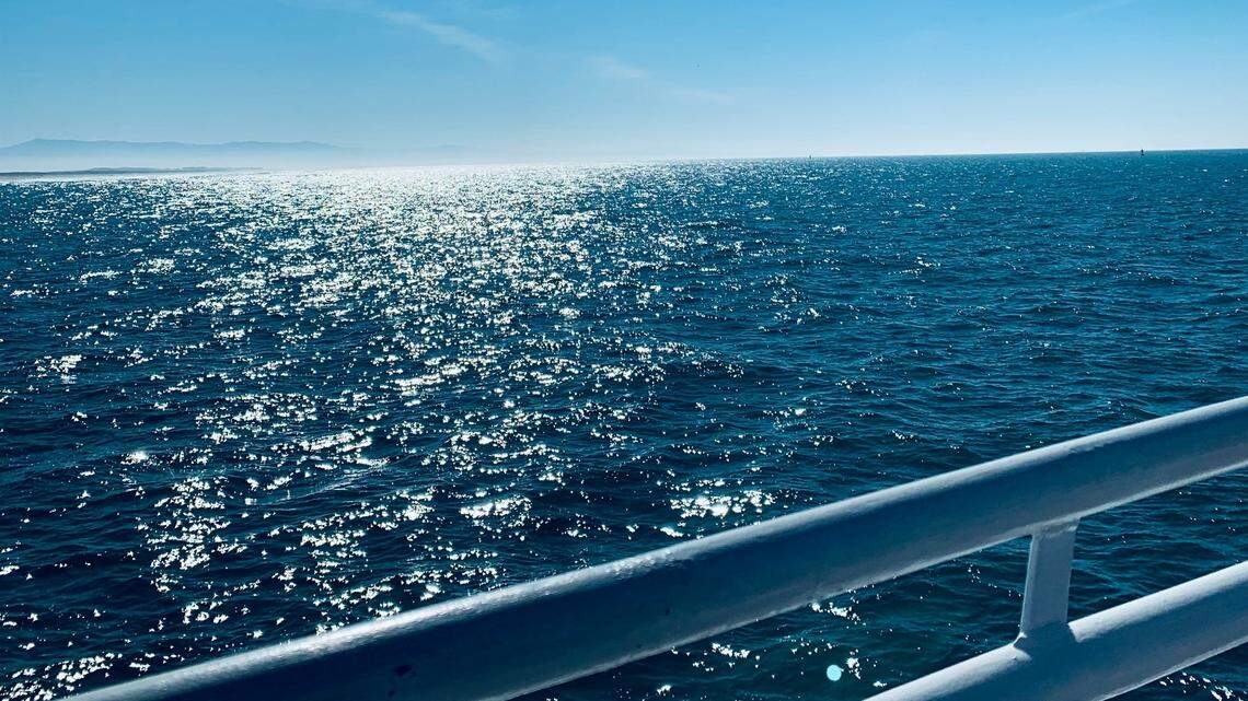 Whale watchers were excited to witness the older orcas teaching the younger orcas to hunt.