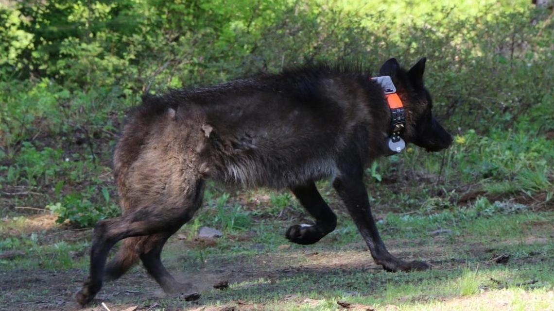 A 2014 photo shows the gray wolf known as OR28 shortly after biologists fitted her with a radio collar. She was found dead earlier this month, and authorities are offering a reward for information that leads to the capture of those responsible.