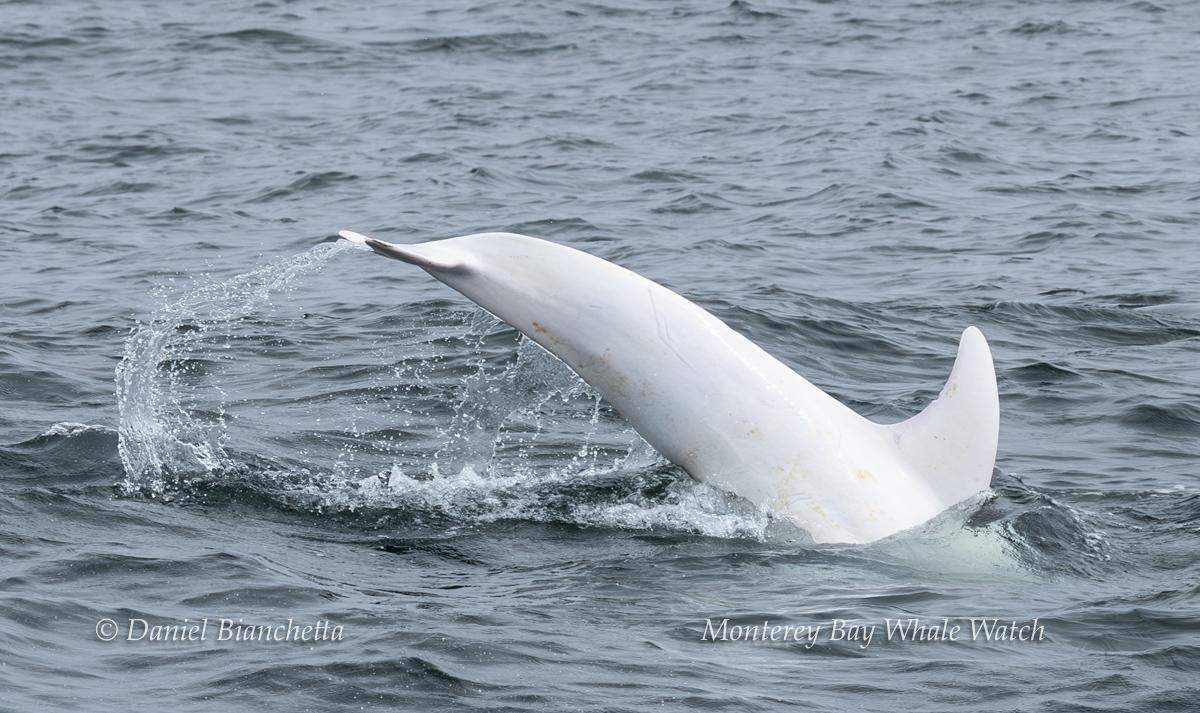 An all white sea creature was spotted off the coast of California.