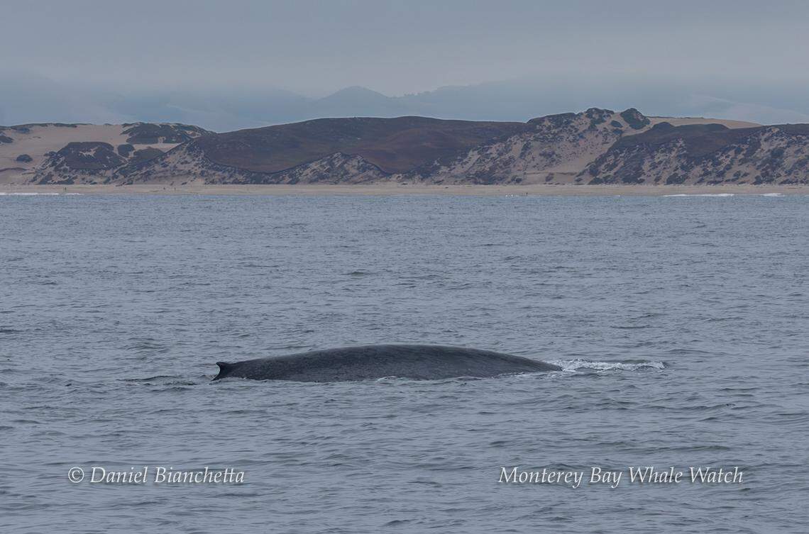 A massive sea creature was spotted off the California coast.