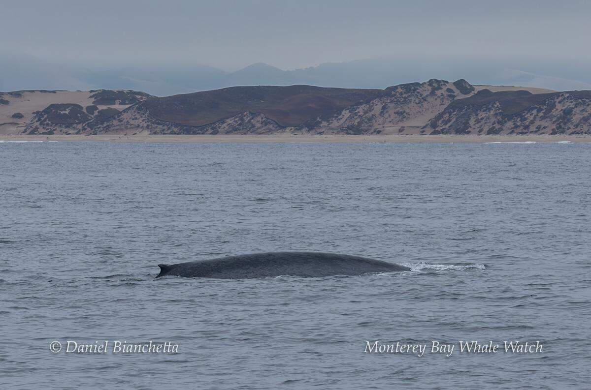 A massive sea creature was spotted off the California coast.