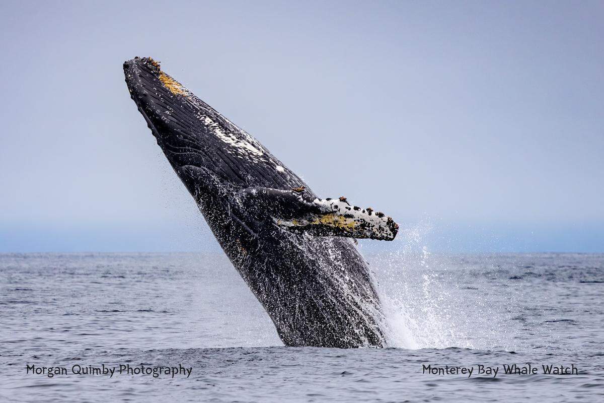 A humpback whale was spotted leaping from the water off the coast of California, boaters said.