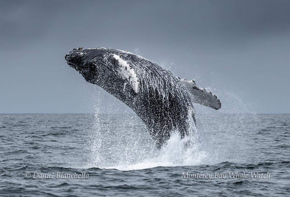 A humpback whale was spotted breaching off the coast of California.