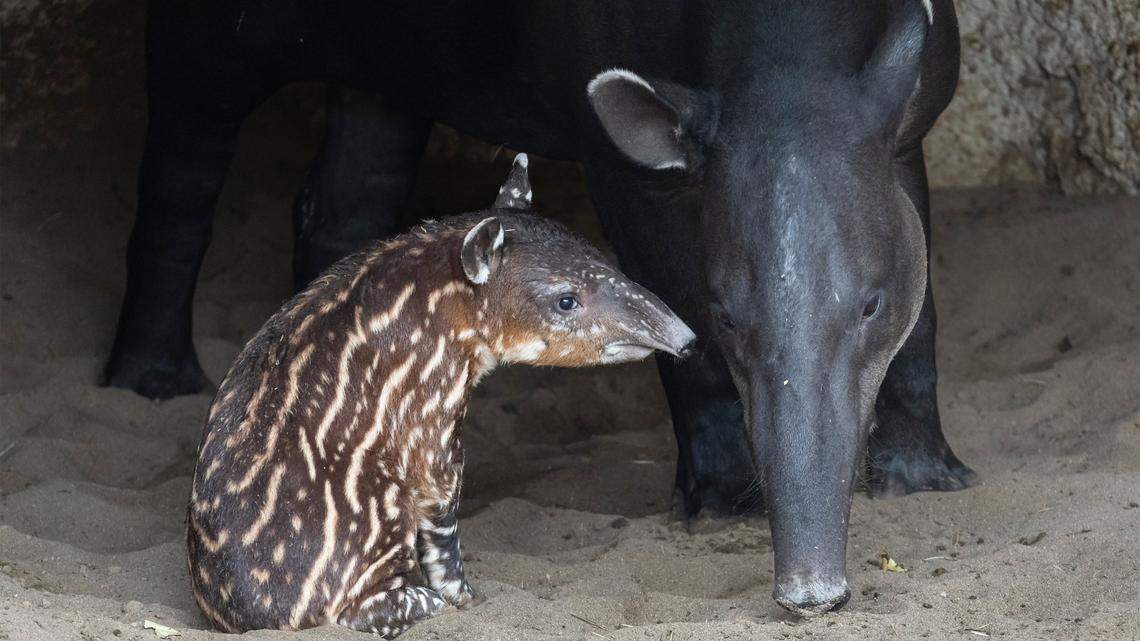 The Baird’s tapir calf and her mom, Luna, spend their time grooming, nursing and exploring.