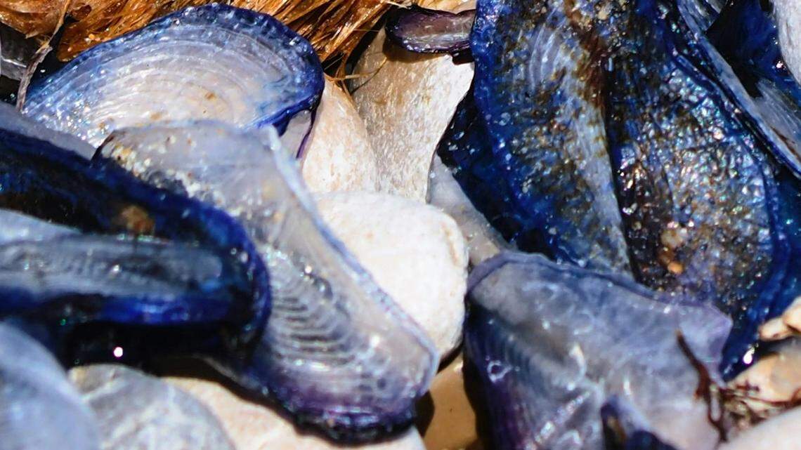 Blobby blue discs litter the California shoreline. They are alive and are here thanks to changes in the wind.