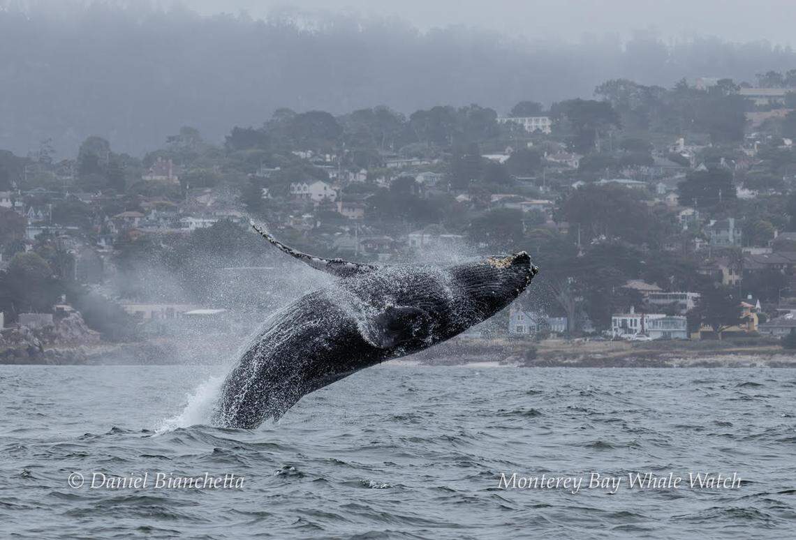 A humpback whale was spotted off the coast of California.