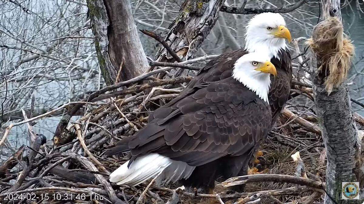 Bald eagles Liberty and Guardian are seen in their Redding, California, nest Feb. 15. They have two eggs that could hatch this season.