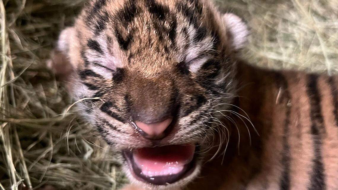 Zoo staff describes the newborn tiger cub as “very active and vocal”