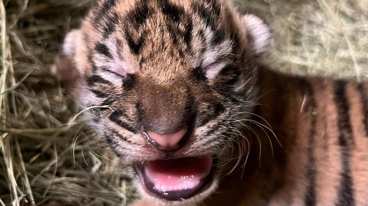 Zoo staff describes the newborn tiger cub as “very active and vocal”