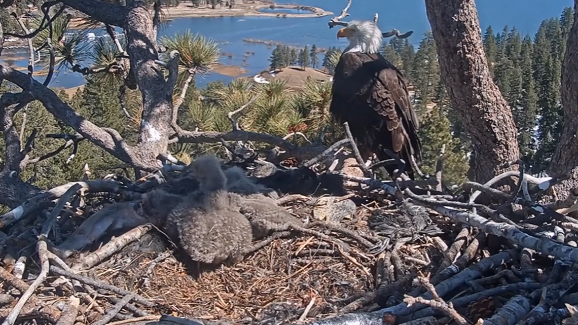 Shadow is seen perched on a branch as his two eaglets wander around the nest on March 24 in Big Bear Valley, California.