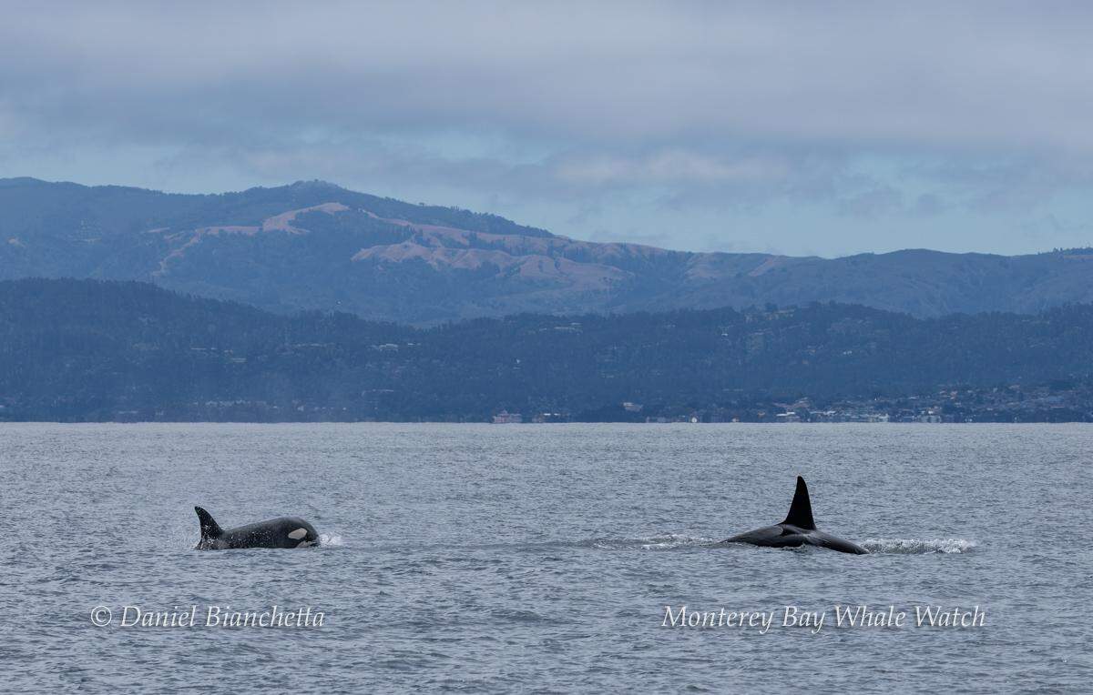 A killer whale and its mama were spotted “likely in search of their next meal” off the coast of California, boaters said.