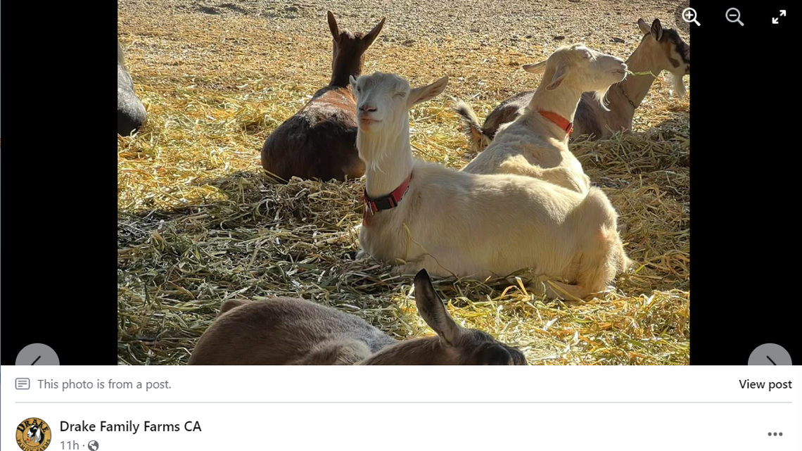 12 goats were stolen from the Drake Family Farm, a dairy farm in Ontario, California.