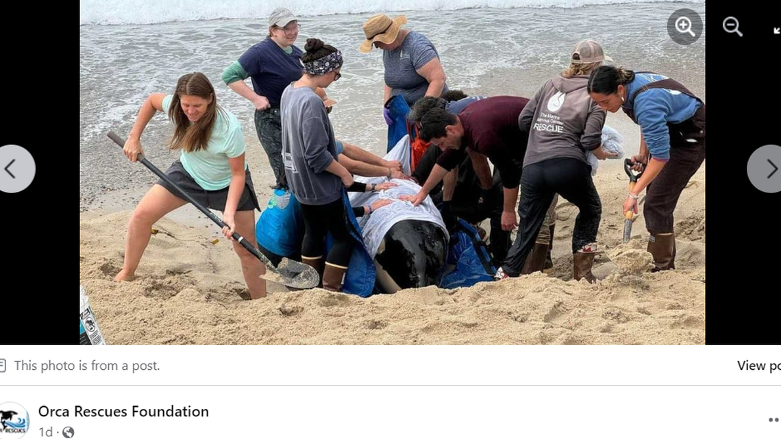 Rescuers rush to save the orca calf beached on the sand in Northern California.