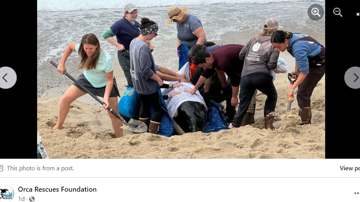 Rescuers rush to save the orca calf beached on the sand in Northern California.