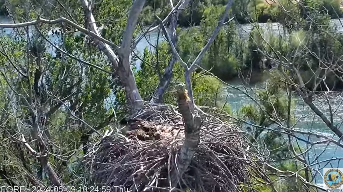 The nest belonging to bald eagles Liberty and Guardian is shown. Their two eaglets are seen resting.