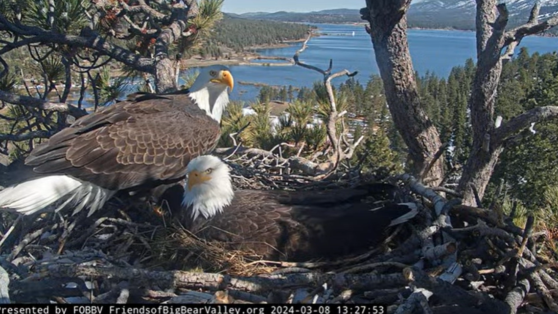 Jackie and Shadow’s three eggs likely won’t hatch after the two eagles have been incubating them for over 40 days in Big Bear, California.