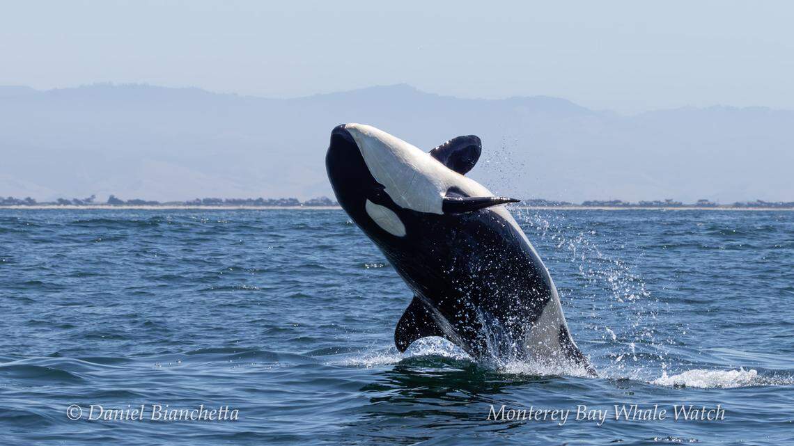 Whale watchers delighted in seeing multiple orcas off California on July 3.