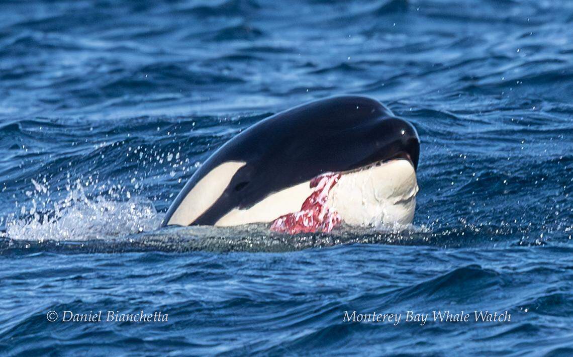 Orcas were seen feeding on a sea lion off the coast of California, a whale watching company said.