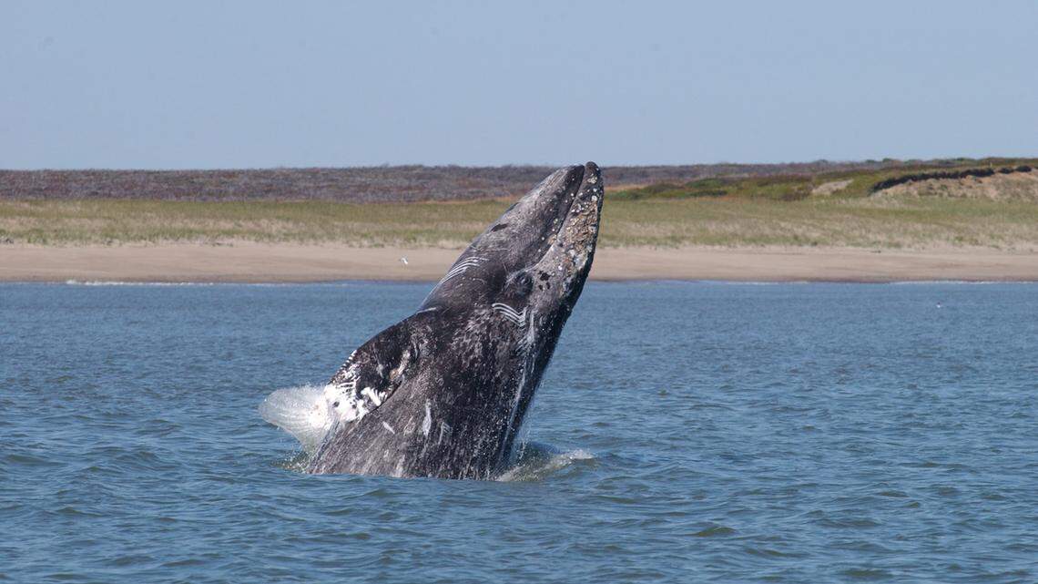 Western North Pacific Gray Whale Breaching. Gray whale sightings and strandings have been way up in recent years.