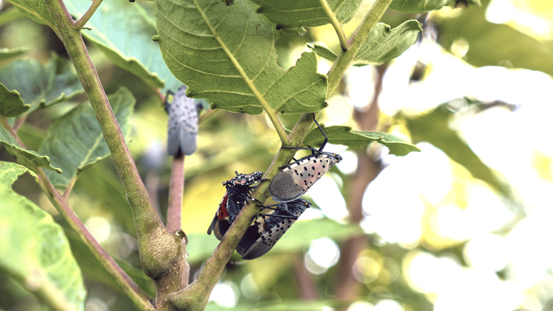 Eggs from the invasive spotted lanternfly were found in California for the first time.