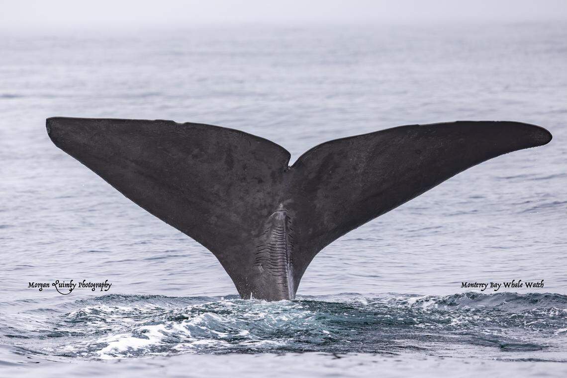A sperm whale was spotted off the coast of California.