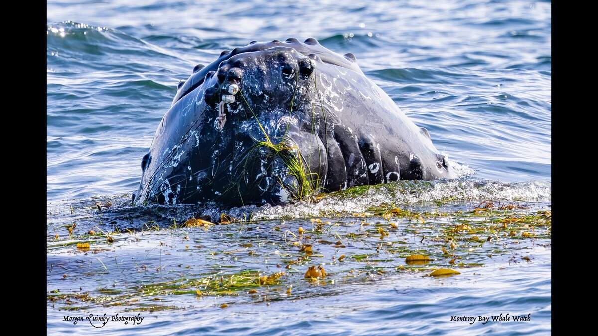 A sea creature was spotted kelping off the coast of California.