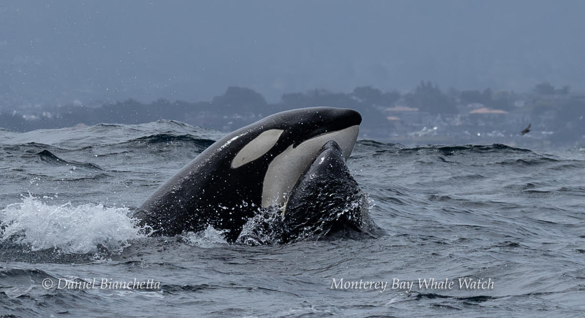 Two orcas were spotted off the California coast.