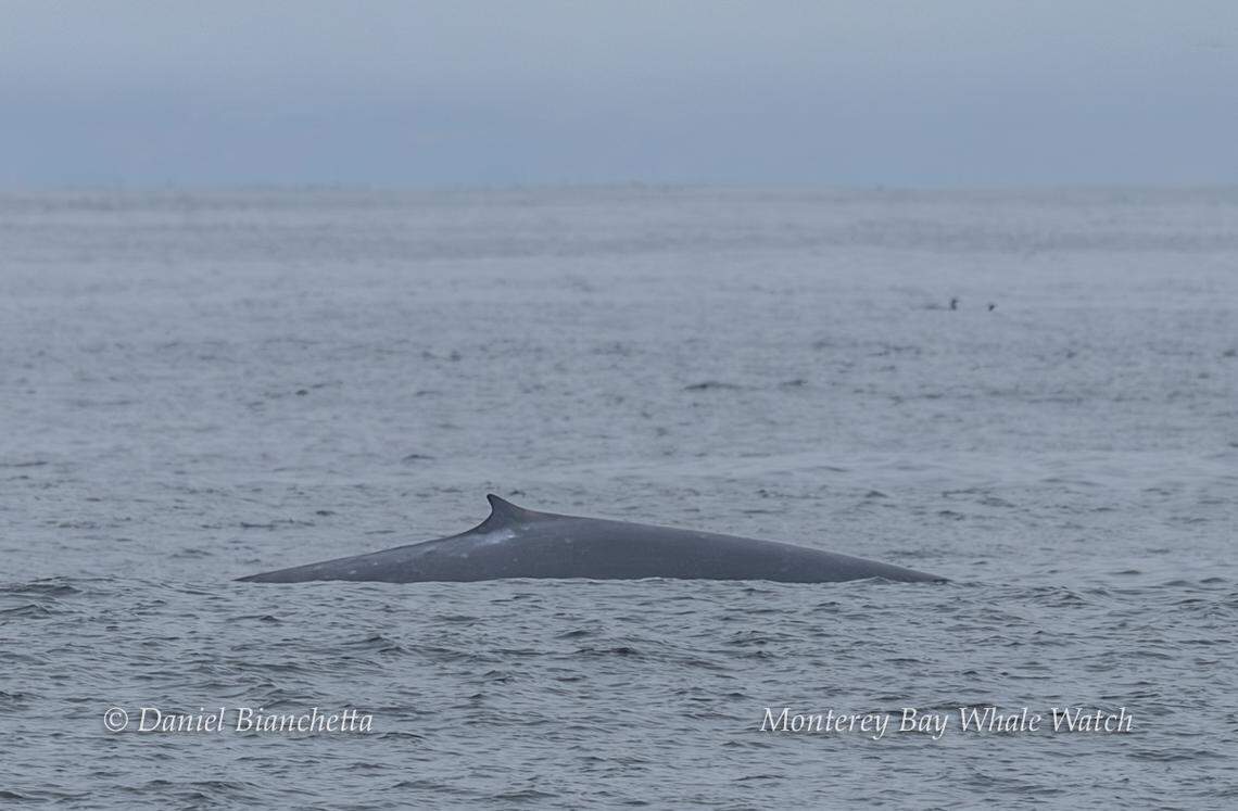 A fin whale was spotted off the coast of California.