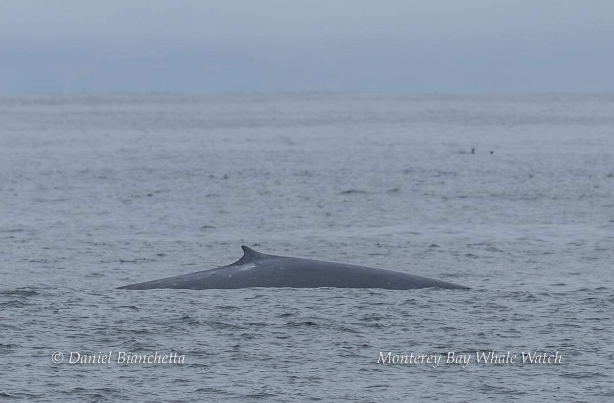 A fin whale was spotted off the coast of California.