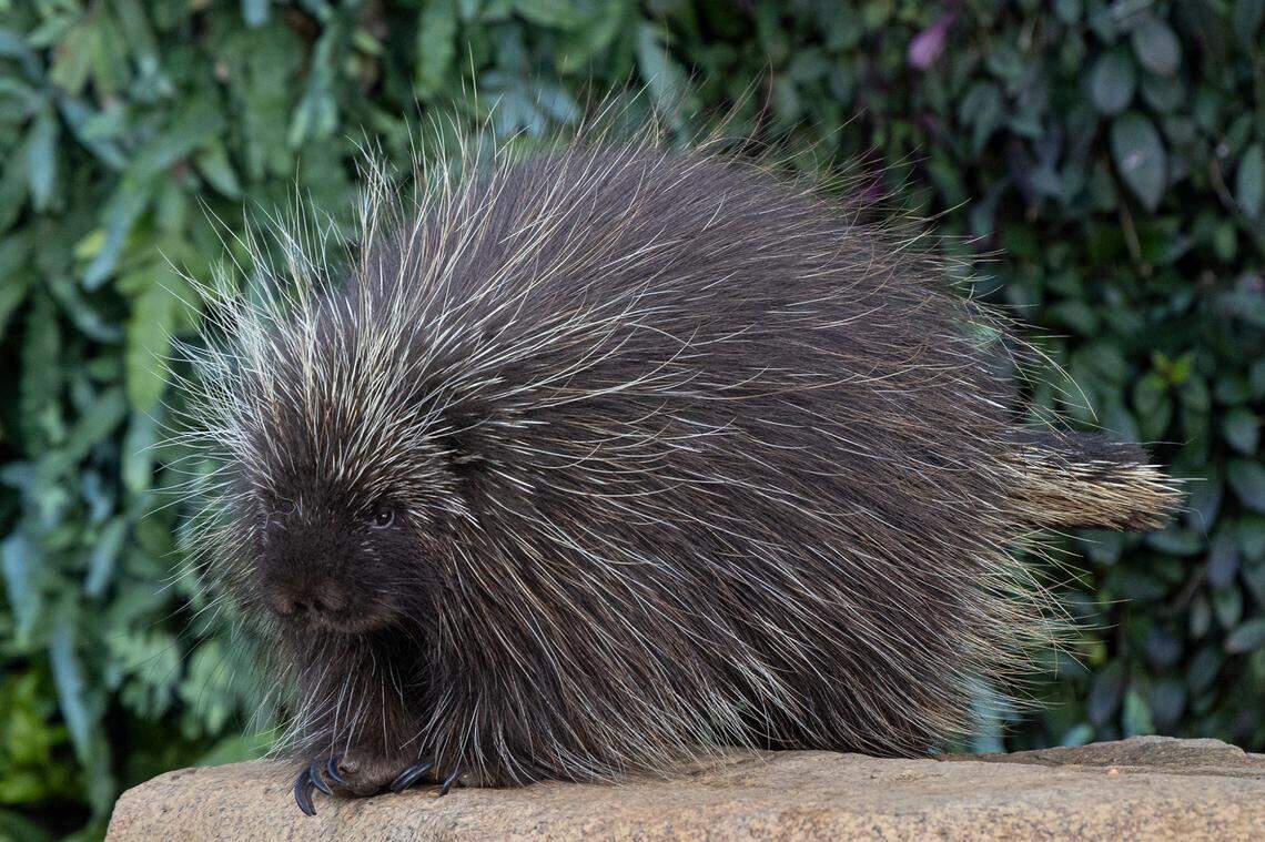 Maizey delivered her newborn via C-section.