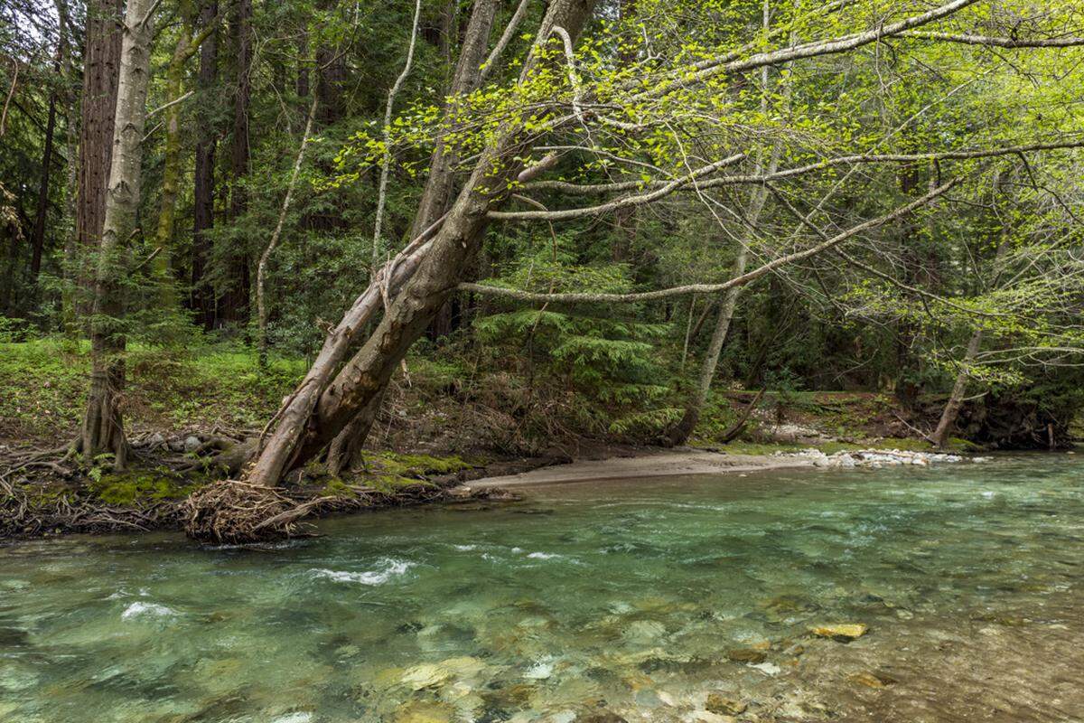 Pfeiffer Big Sur State Park is the best California state park for camping, according to the California State Parks Foundation. 