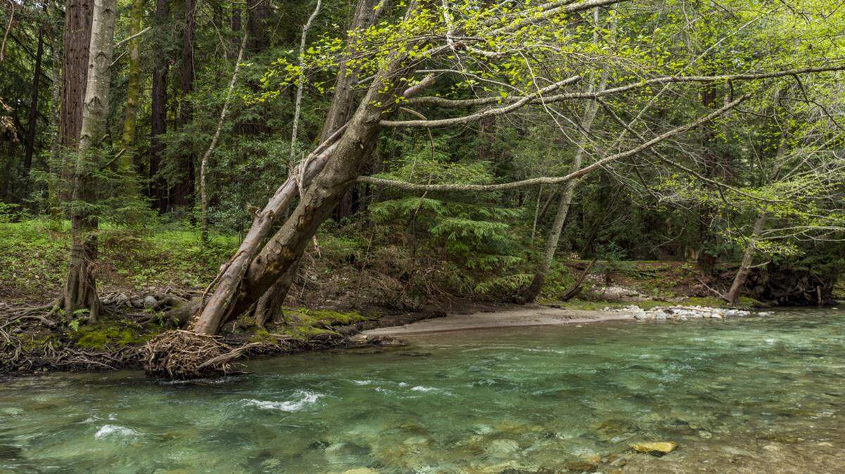 Pfeiffer Big Sur State Park is one of the best and most affordable outdoorsy getaways in the U.S., according to a new list. 