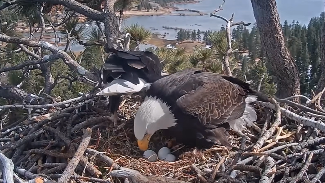 Jackie is seen looking down at the eggs on Feb. 22 after getting Shadow to move.