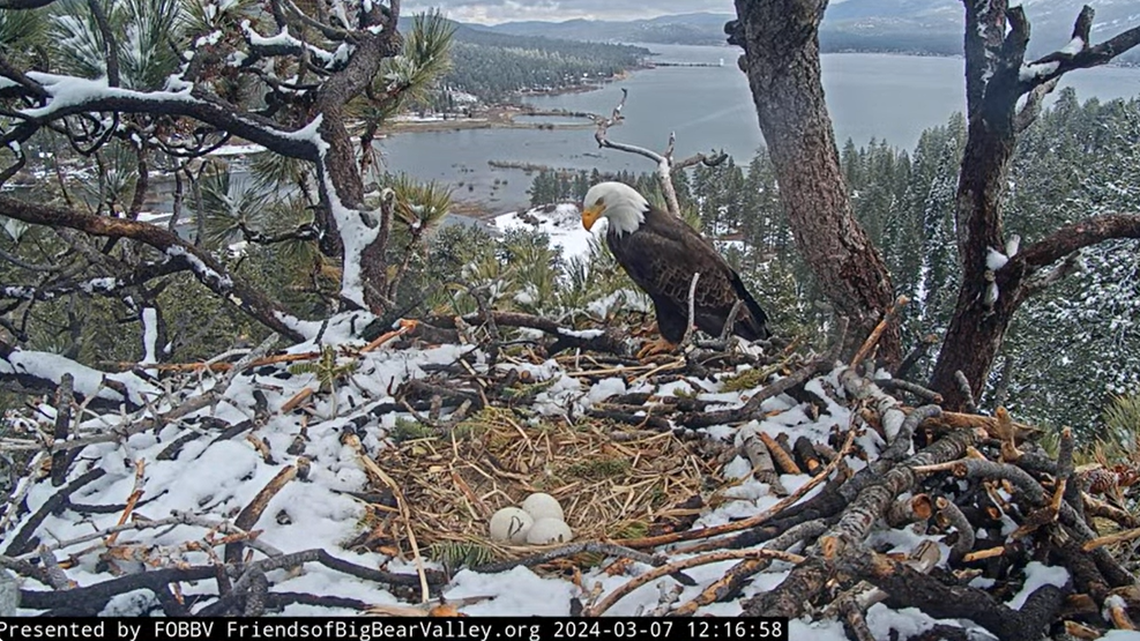 The first egg for bald eagles Jackie and Shadow is beyond its hatching window, a nonprofit said.