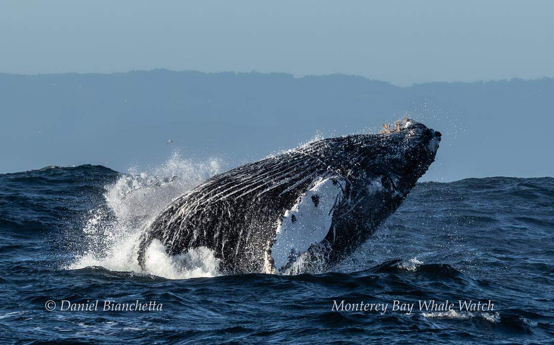 A baby humpback whale was spotted off the coast of California, a whale watching company said.
