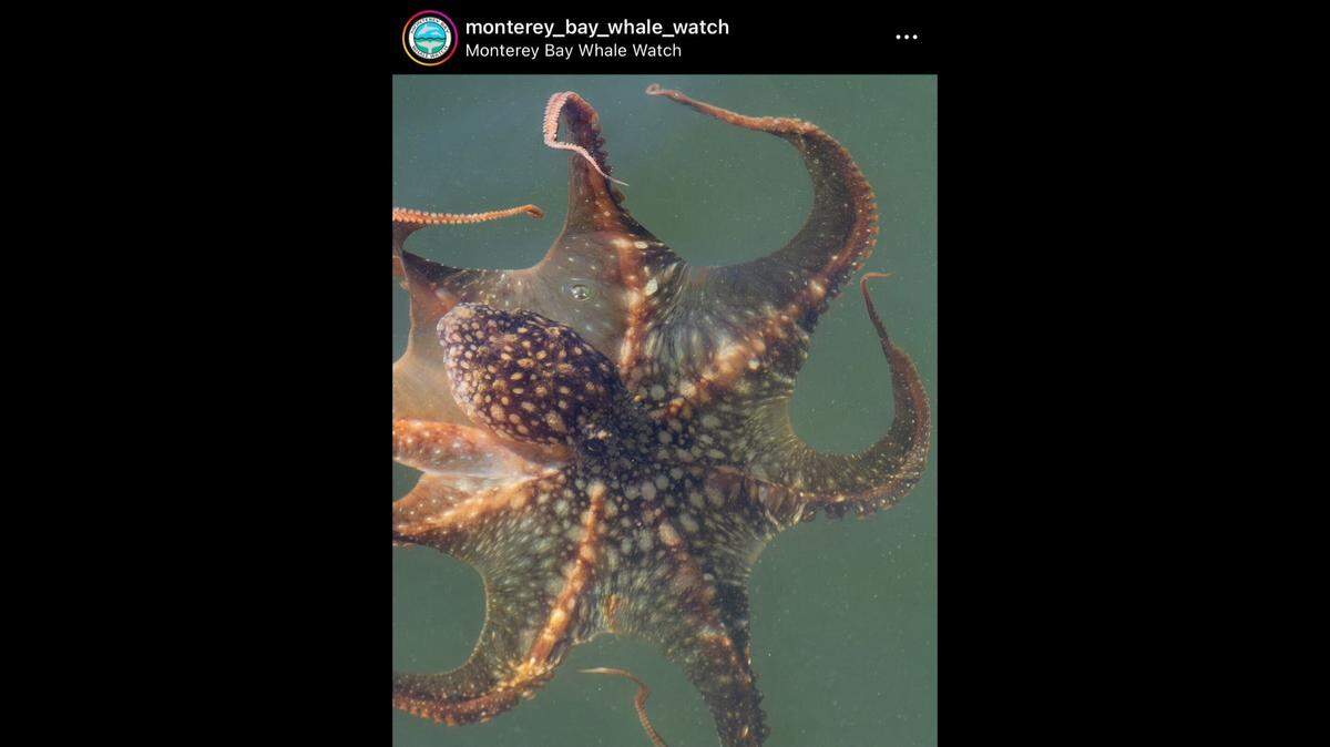 Onlookers saw a bunch of octopuses in a California harbor.