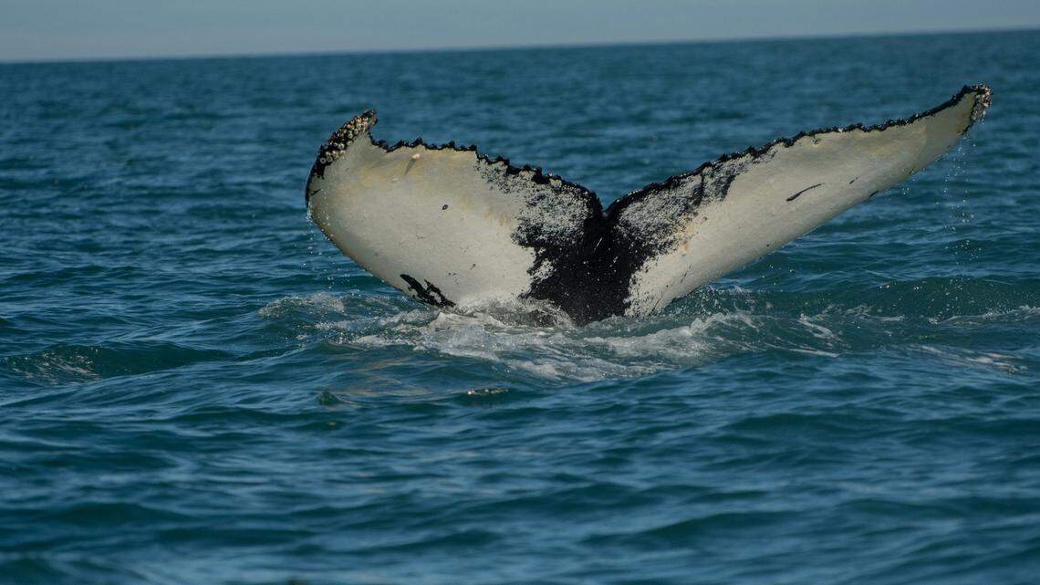 Stock photo of a humpback whale. The one spotted by the boaters was especially playful.