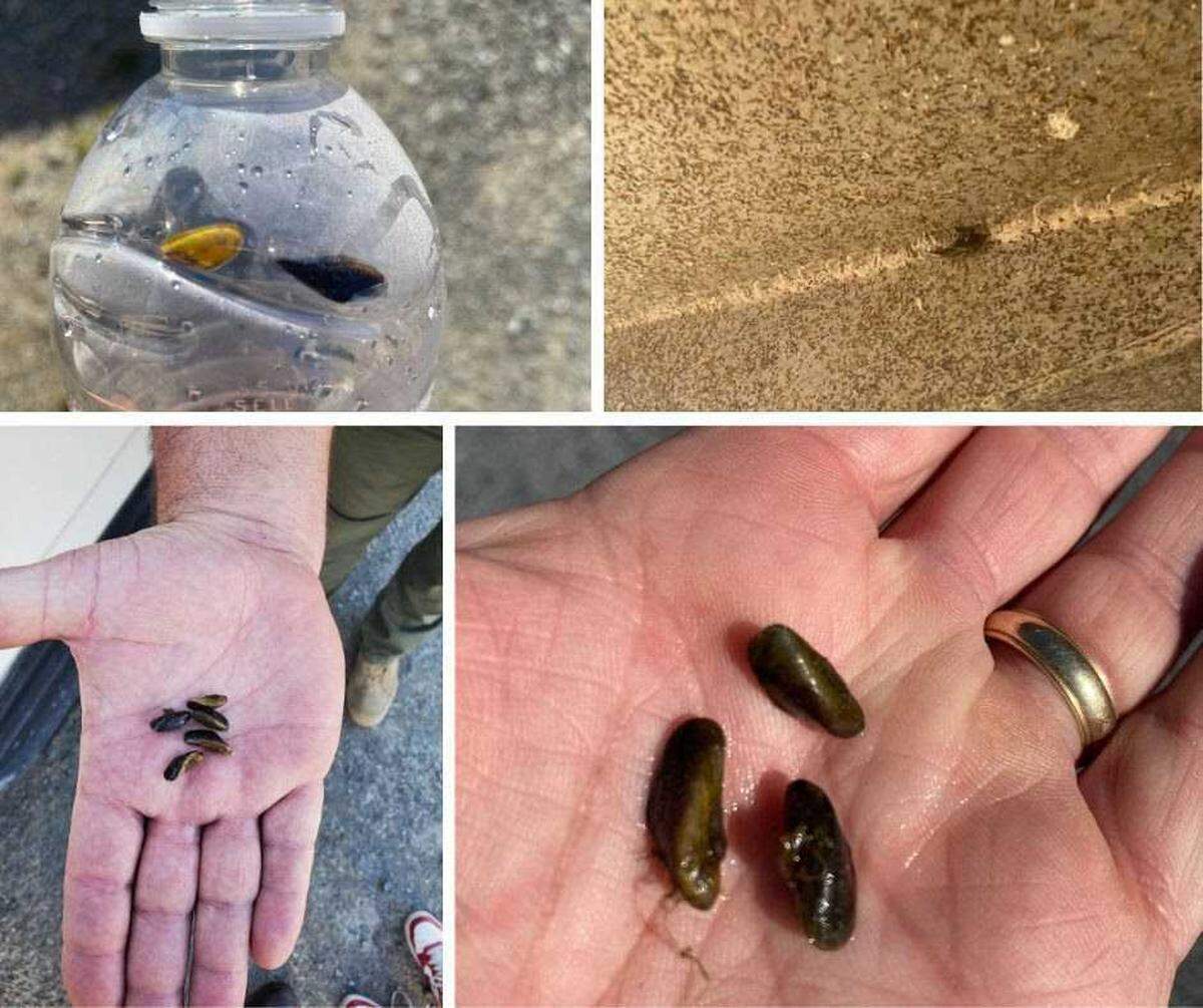 In a collage of photos created by the California State Parks department, golden mussels recovered from a boat inspection at Folsom Lake are seen. The invasive species was first detected in California in October at the Port of Stockton.