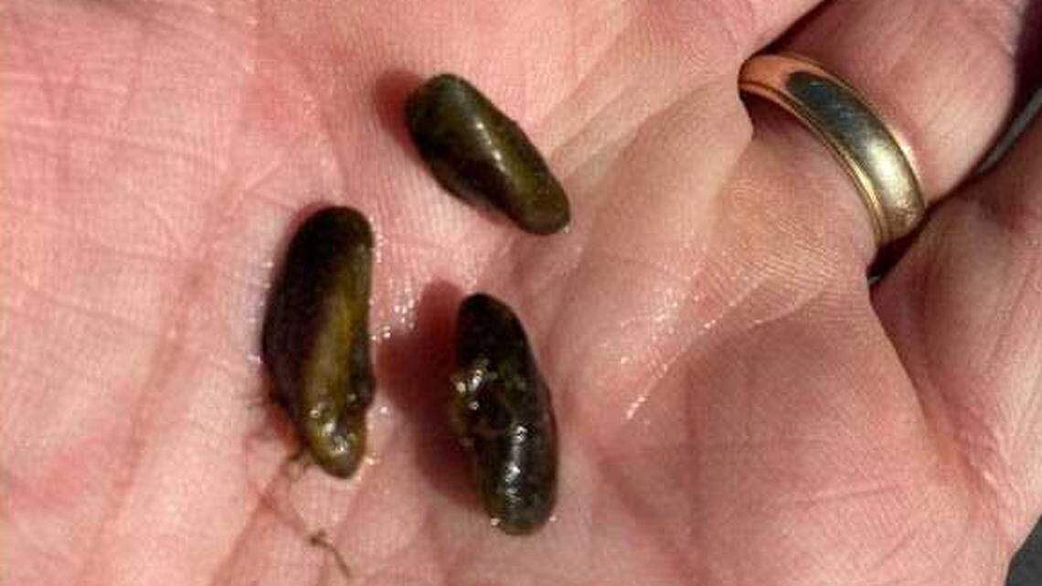 In a collage of photos created by the California State Parks department, golden mussels recovered from a boat inspection at Folsom Lake are seen. The invasive species was first detected in California in October at the Port of Stockton.