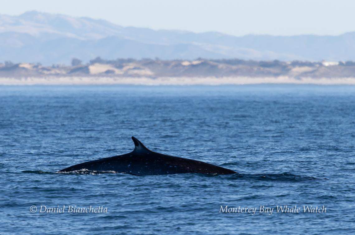 A fin whale was seen off the coast of California, a whale watching group said on Facebook.