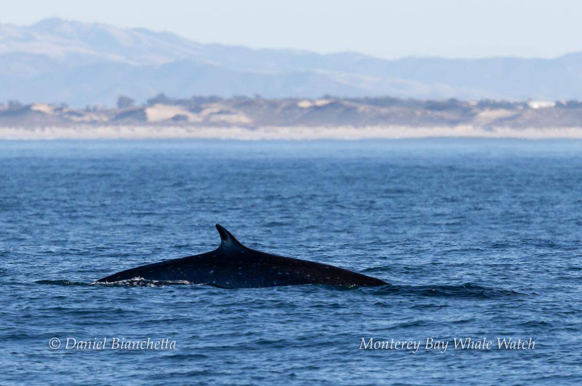 A fin whale was seen off the coast of California, a whale watching group said on Facebook.