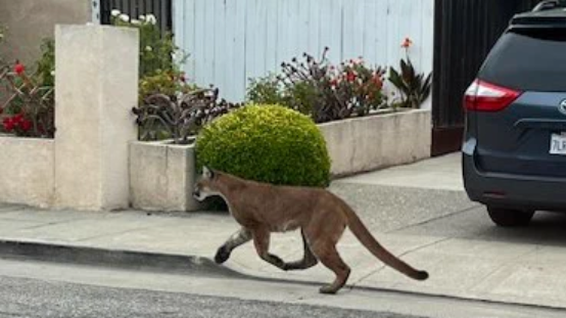 Big cats have been frequenting a California neighborhood and alarming residents, police said.