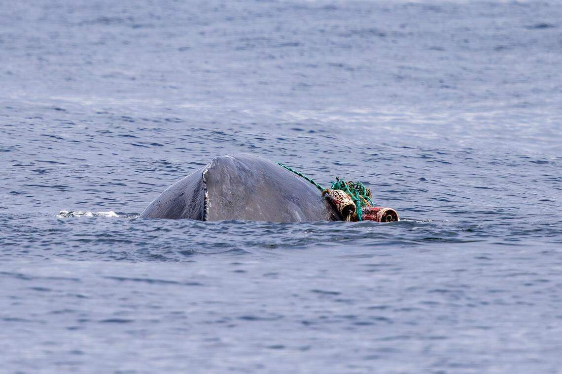 A baby humpback whale was entangled in fishing gear for months in California.