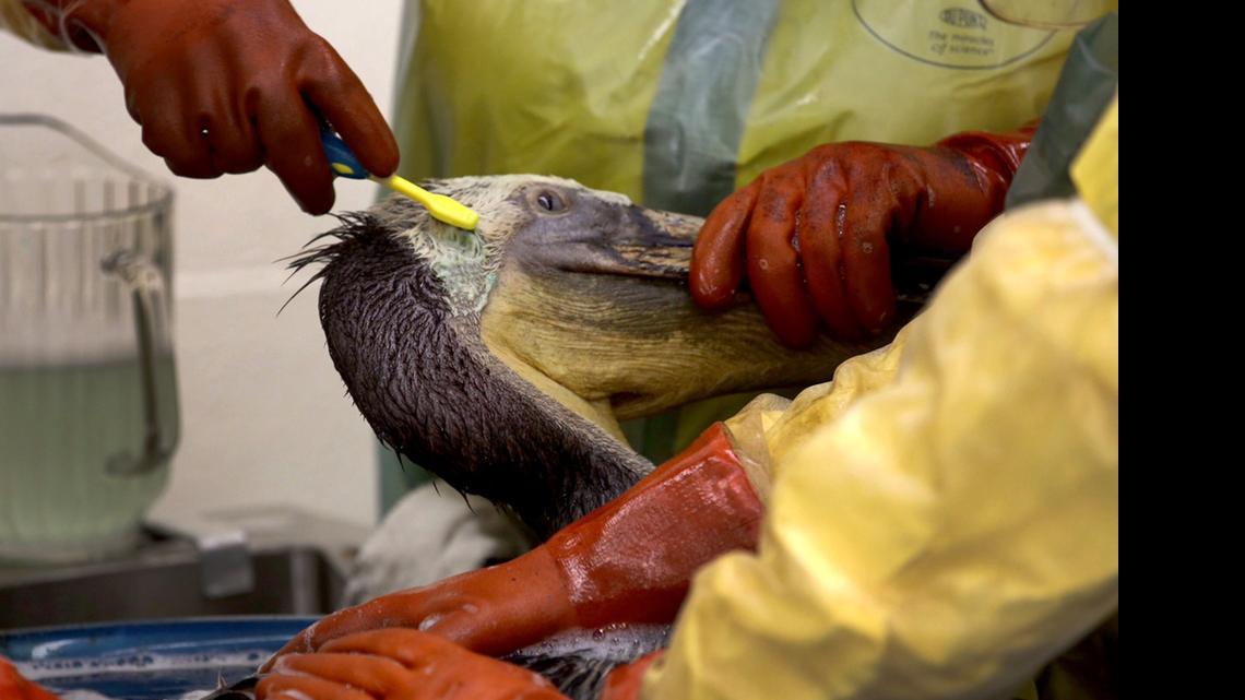 
Wildcare providers at the Los Angeles Oiled Bird Care and Education Center work to clean an oil covered pelican on Friday, May 22, 2015, after the bird was rescued from the oil spill off Refugio State Beach in Santa Barbara County, Calif. 
