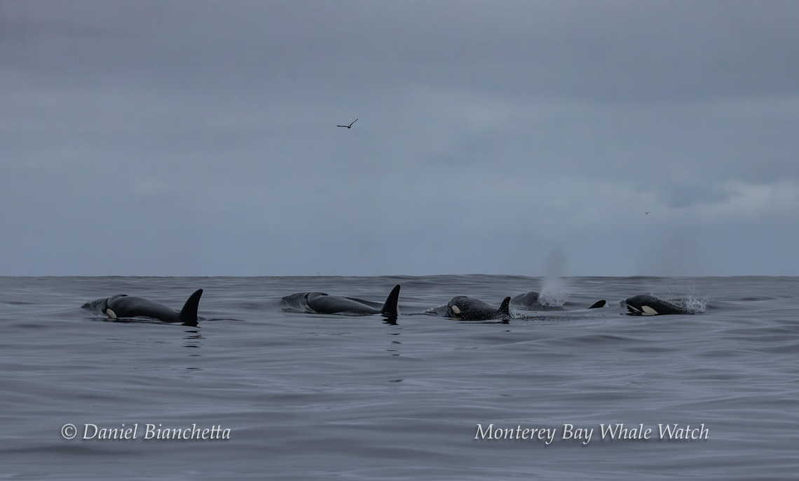 A group of killer whales was spotted off the coast of California.